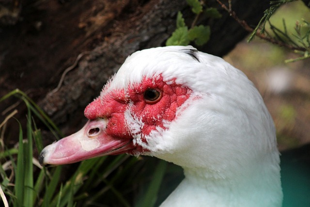 士东维拉为 士东维拉为